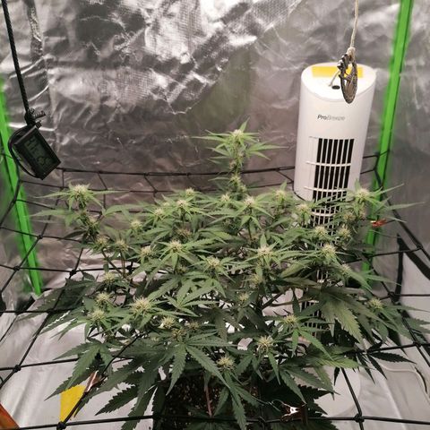 Kings juice auto growlog timeline photo
