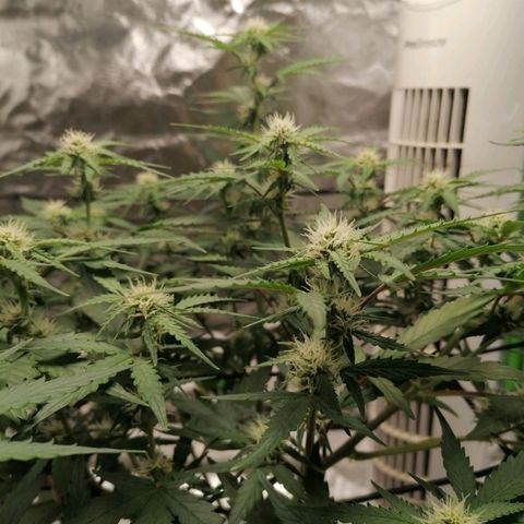 Kings juice auto growlog timeline photo