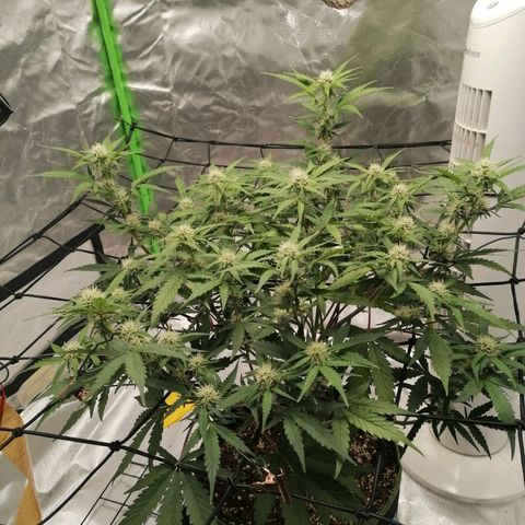 Kings juice auto growlog timeline photo