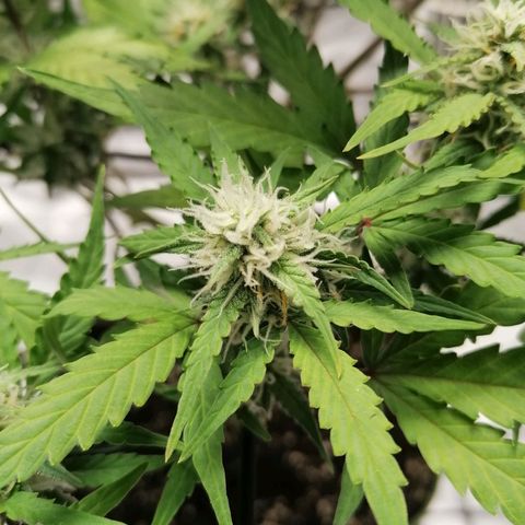 Kings juice auto growlog timeline photo