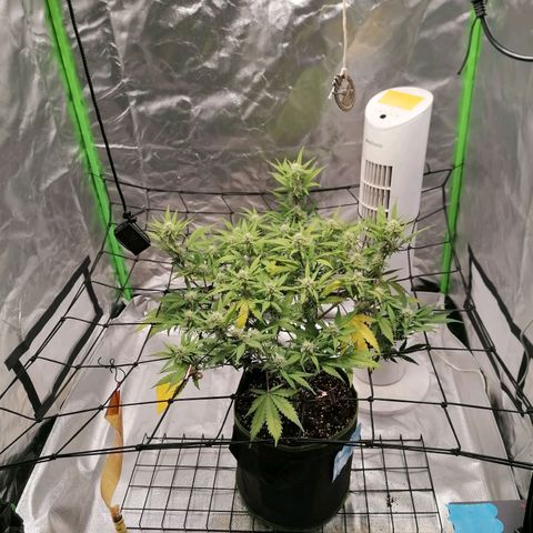 Kings juice auto growlog timeline photo