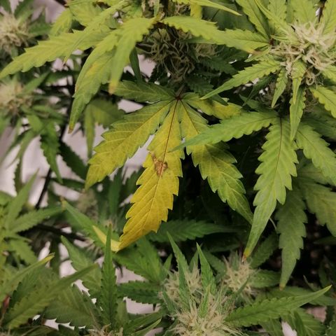Kings juice auto growlog timeline photo