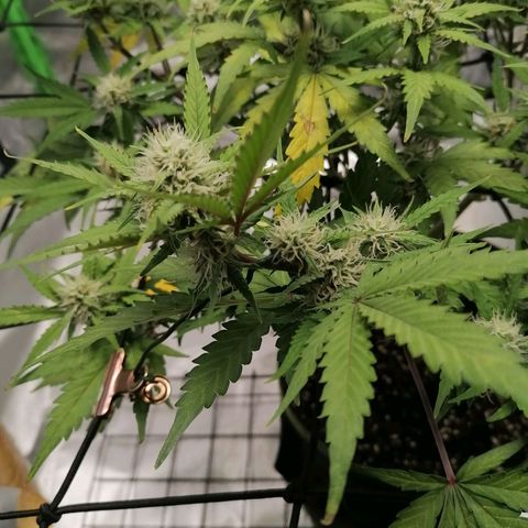 Kings juice auto growlog timeline photo