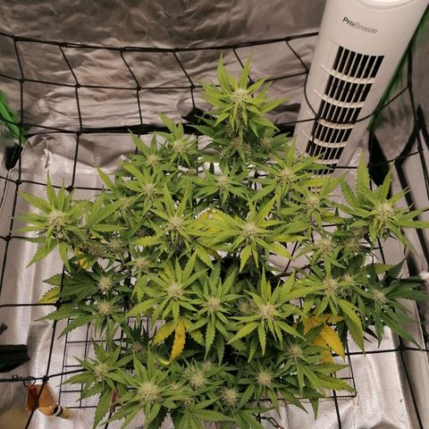 Kings juice auto growlog timeline photo