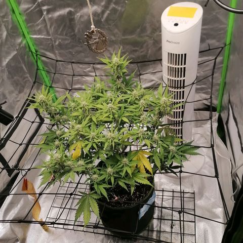 Kings juice auto growlog timeline photo