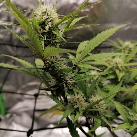 Kings juice auto growlog timeline photo