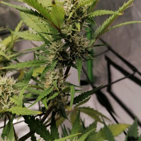 Kings juice auto growlog timeline photo