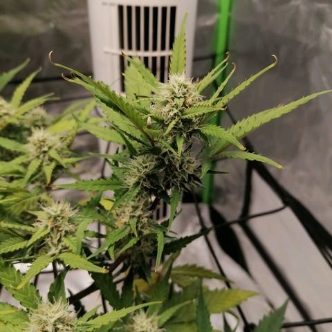 Kings juice auto growlog timeline photo