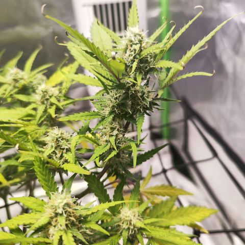 Kings juice auto growlog timeline photo