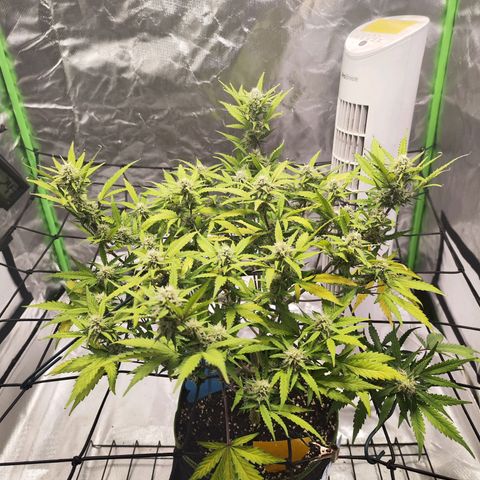 Kings juice auto growlog timeline photo