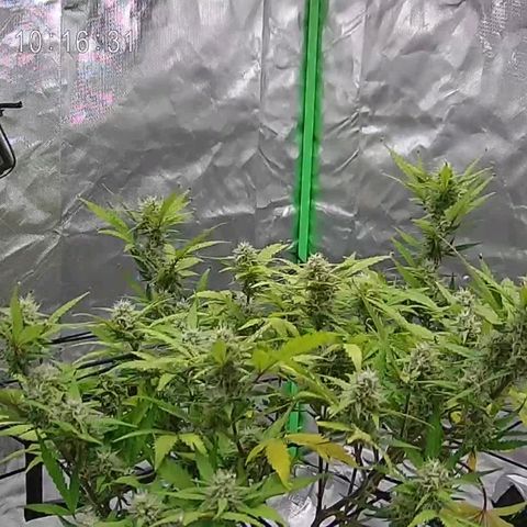 Kings juice auto growlog timeline photo
