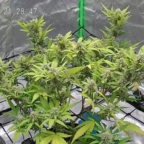 Kings juice auto growlog timeline photo