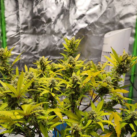 Kings juice auto growlog timeline photo