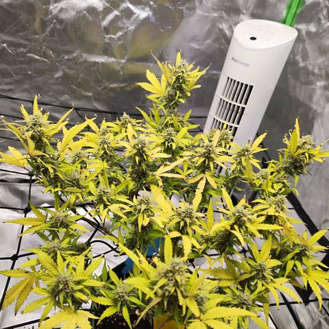 Kings juice auto growlog timeline photo