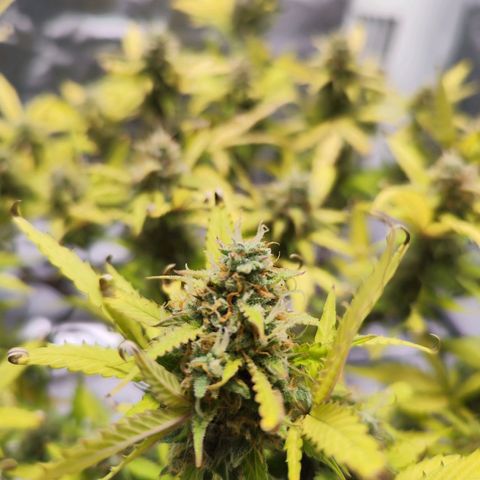 Kings juice auto growlog timeline photo