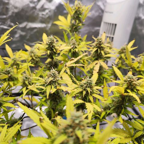 Kings juice auto growlog timeline photo