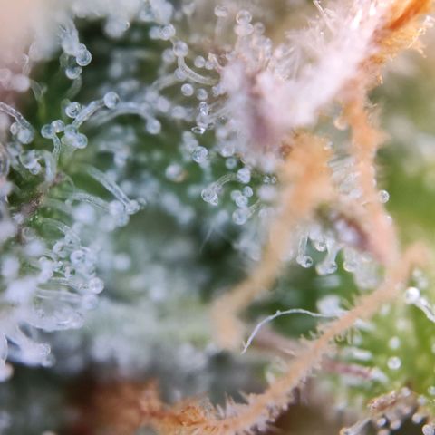 Kings juice auto growlog photo: Großteil noch klar 
Ziel ist ca.70%bernsteinfarbe
30% milchige Farbe 