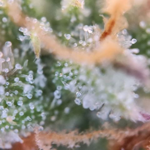 Kings juice auto growlog photo: Großteil noch klar 
Ziel ist ca.70%bernsteinfarbe
30% milchige Farbe 