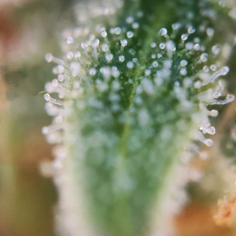 Kings juice auto growlog photo: Großteil noch klar 
Ziel ist ca.70%bernsteinfarbe
30% milchige Farbe 