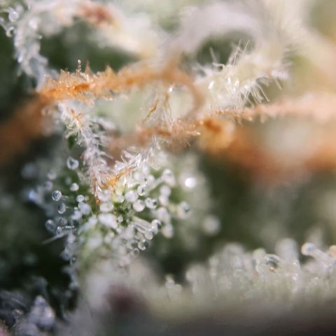 Kings juice auto growlog photo: Großteil noch klar 
Ziel ist ca.70%bernsteinfarbe
30% milchige Farbe 