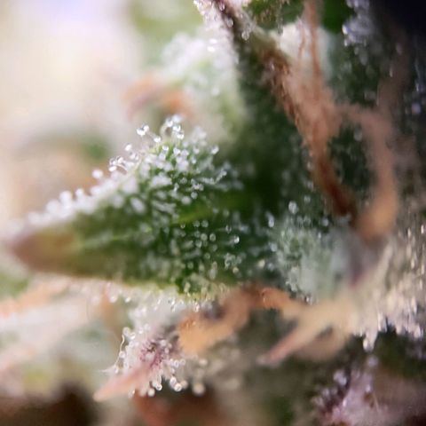 Kings juice auto growlog timeline photo