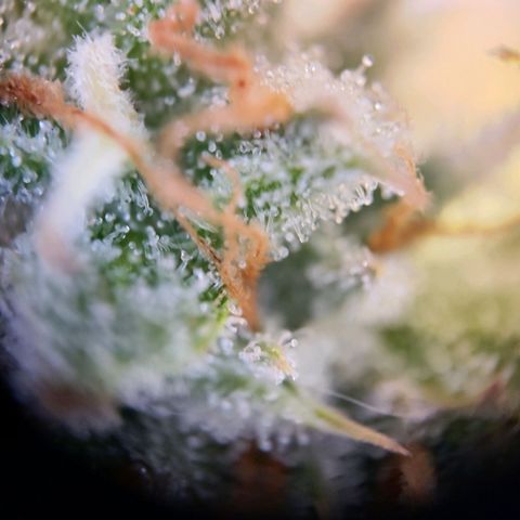 Kings juice auto growlog timeline photo