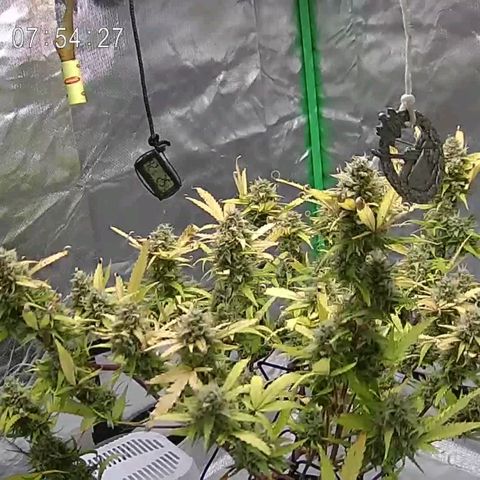 Kings juice auto growlog timeline photo