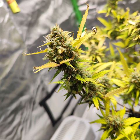 Kings juice auto growlog photo: Buds riechen sehr geil aber sehen bisschen ungesund aus
Kein gießen mehr.
Schätzungsweise am Mittwoch wird geerntet.
