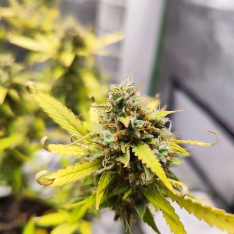 Kings juice auto growlog photo: Buds riechen sehr geil aber sehen bisschen ungesund aus
Kein gießen mehr.
Schätzungsweise am Mittwoch wird geerntet.