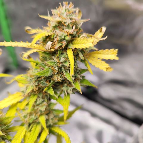 Kings juice auto growlog photo: Buds riechen sehr geil aber sehen bisschen ungesund aus
Kein gießen mehr.
Schätzungsweise am Mittwoch wird geerntet.