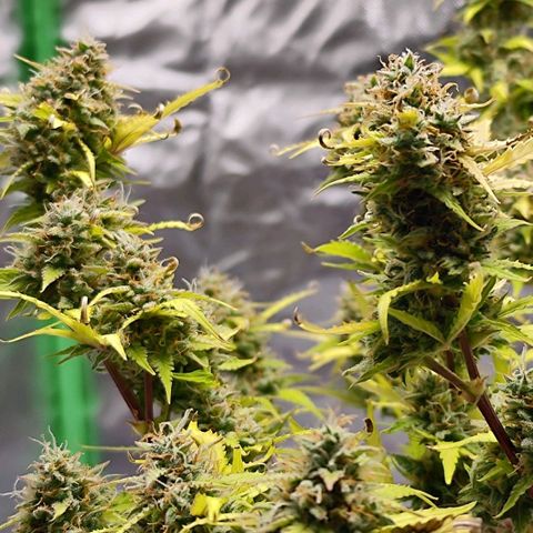 Kings juice auto growlog timeline photo