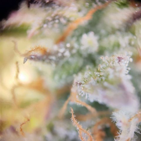 Kings juice auto growlog photo: Morgen wird geerntet.
