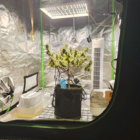 Kings juice auto growlog photo: Morgen wird geerntet.