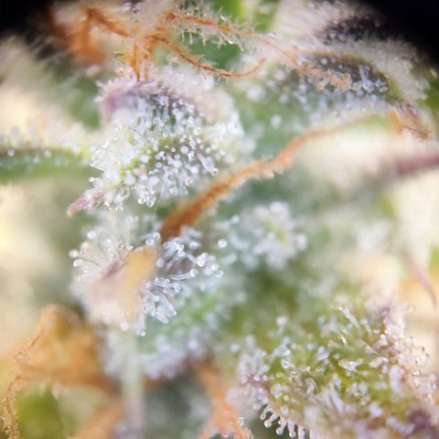 Kings juice auto growlog photo: Morgen wird geerntet.
