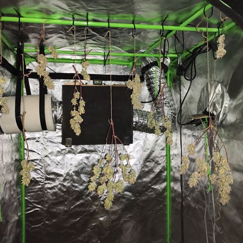 Kings juice auto growlog timeline photo