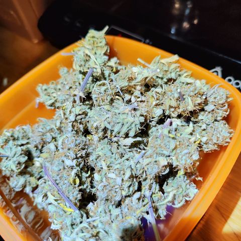 Kings juice auto growlog photo: 53g trocken ( mit sugarleafs)