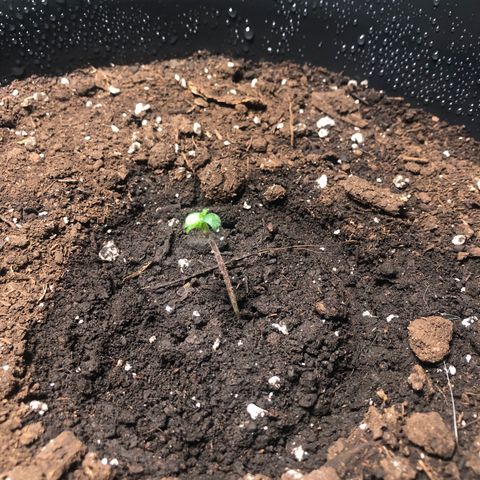 Gorilla Glue - CNB growlog timeline photo