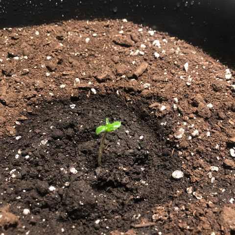 Gorilla Glue - CNB growlog timeline photo