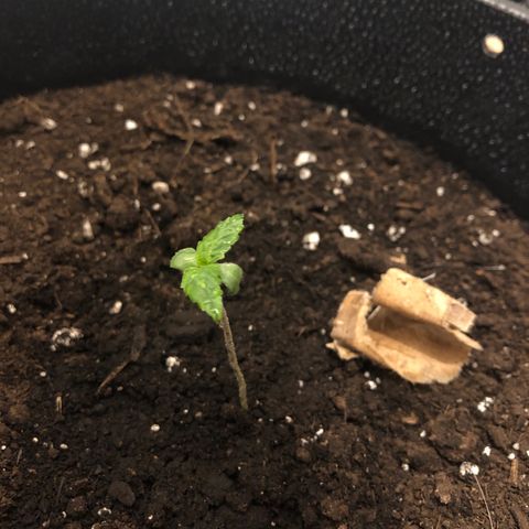 Gorilla Glue - CNB growlog timeline photo