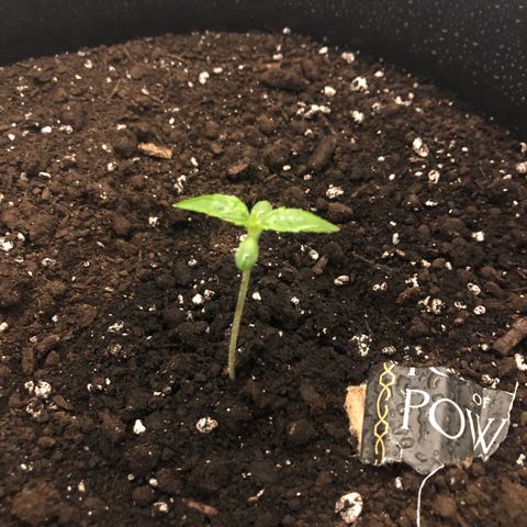 Gorilla Glue - CNB growlog timeline photo