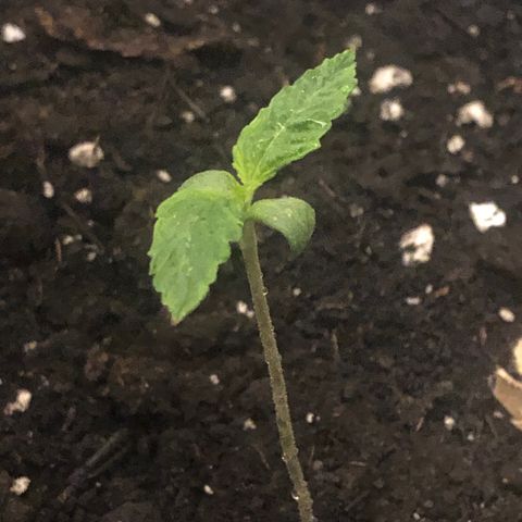 Gorilla Glue - CNB growlog timeline photo