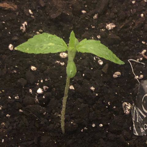 Gorilla Glue - CNB growlog timeline photo