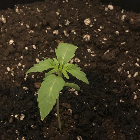 Gorilla Glue - CNB growlog timeline photo