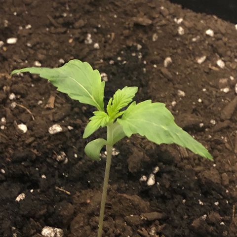 Gorilla Glue - CNB growlog timeline photo
