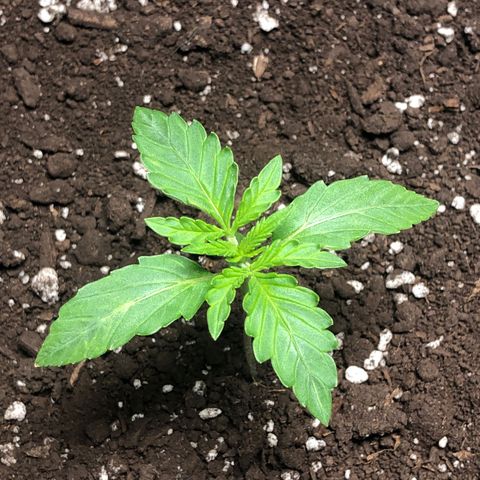 Gorilla Glue - CNB growlog timeline photo