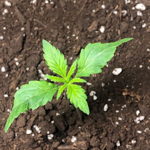 Gorilla Glue - CNB growlog timeline photo