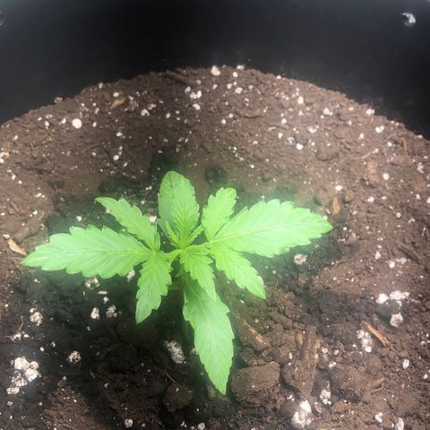 Gorilla Glue - CNB growlog timeline photo