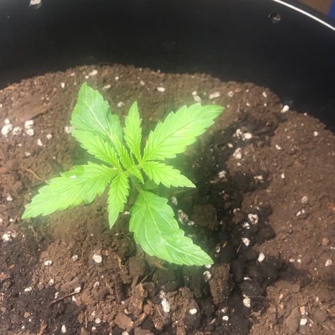 Gorilla Glue - CNB growlog timeline photo