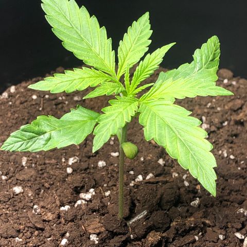 Gorilla Glue - CNB growlog timeline photo