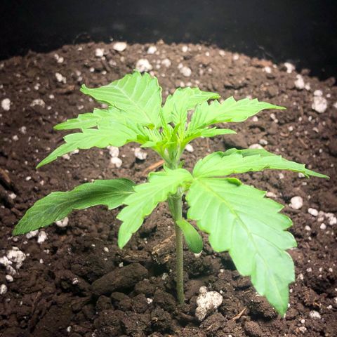 Gorilla Glue - CNB growlog timeline photo